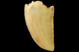 Serrated, Real Raptor Tooth - Feeding Worn Tip #179533-1